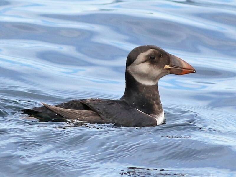 Atlantic Puffin (Fratercula arctica)