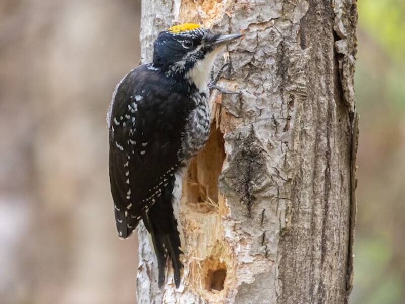 American Three-toed Woodpecker, 照片 3