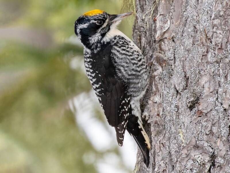 American Three-toed Woodpecker, 照片 4
