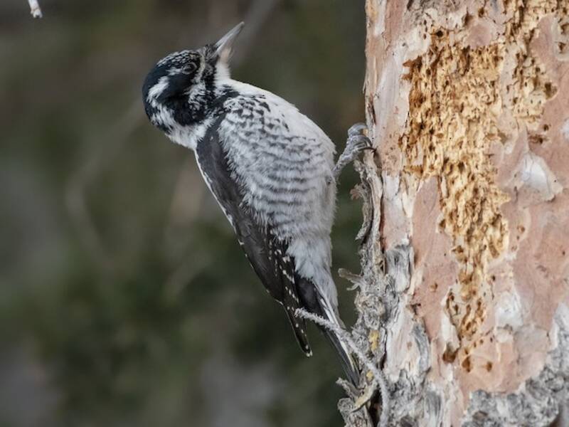 American Three-toed Woodpecker, 照片 2