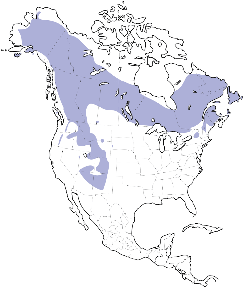 American Three-toed Woodpecker, 分布 1