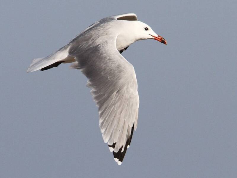 Gaviota de Audouin, Fotos 3