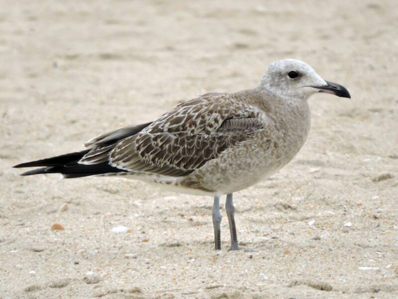 Gaviota de Audouin, Fotos 4