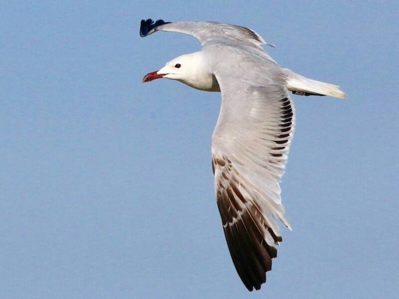 Gaviota de Audouin, Fotos 2