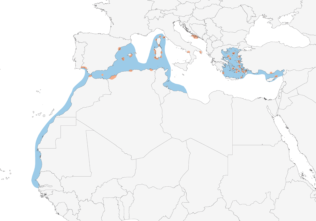 Gaviota de Audouin, Distribución 1