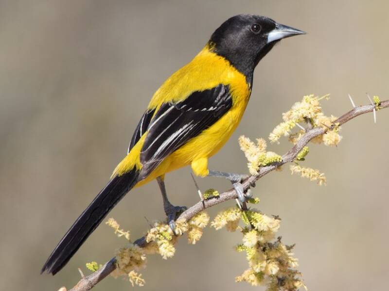 Audubon's Oriole - Icterus graduacauda