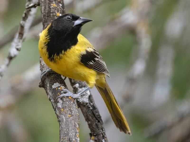 Audubon's Oriole, 照片 2