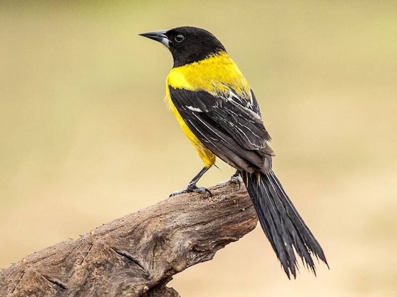Audubon's Oriole, 照片 3