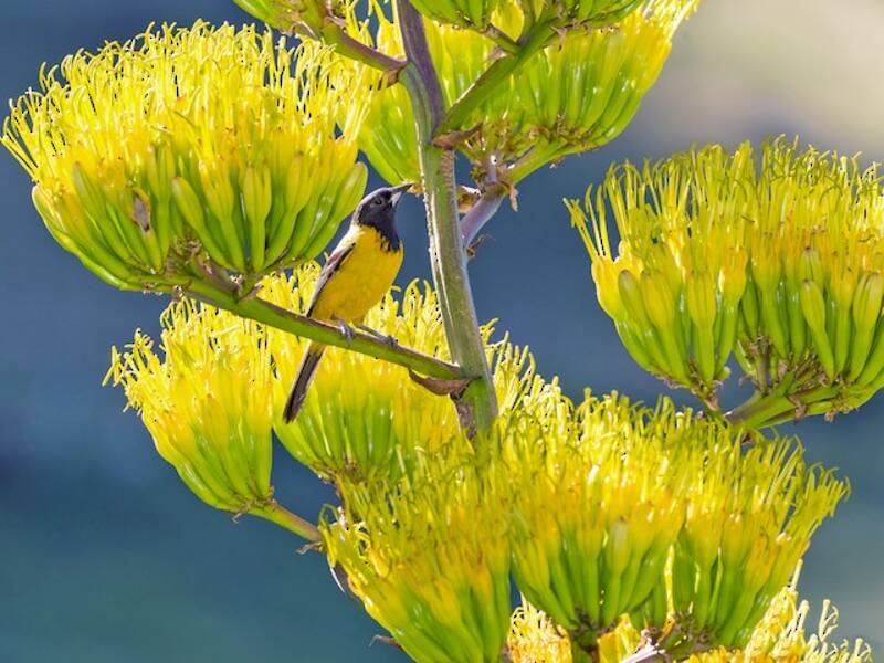 Audubon's Oriole, 照片 4
