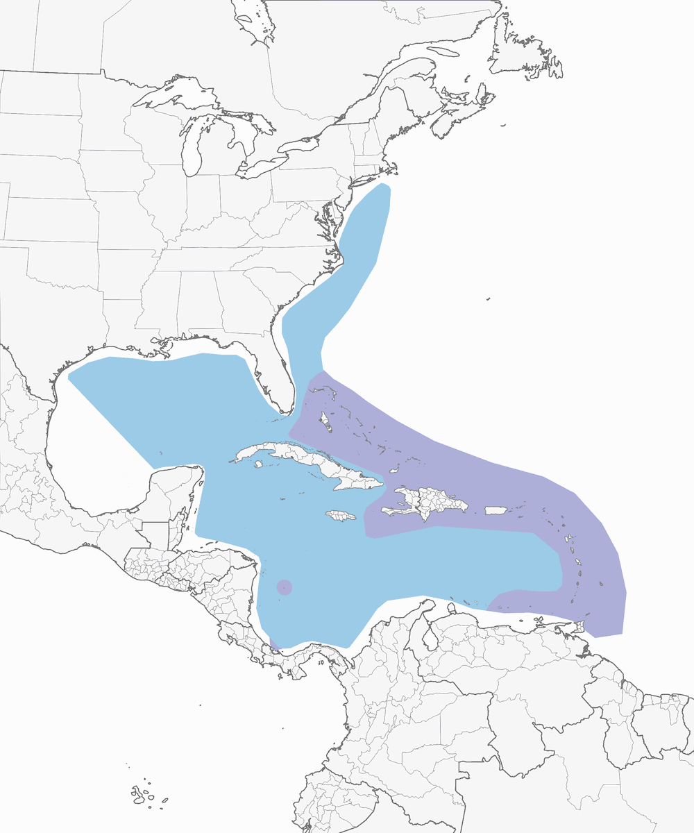 Berta del Sargasso, Distribuzione 1