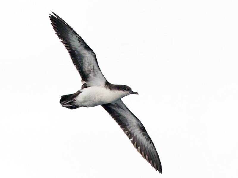 Galapagos Shearwater, Photos 3