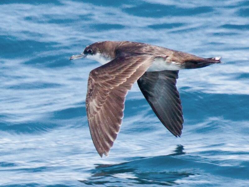 Galapagos Shearwater