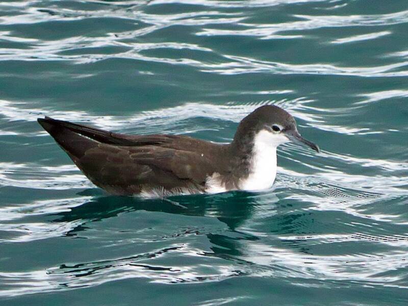 Galapagos Shearwater, Photos 2