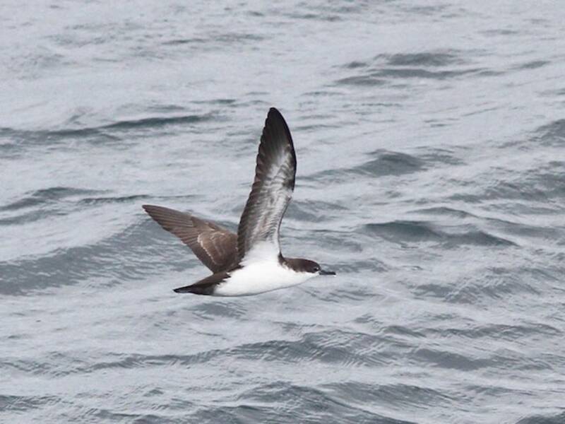 Galapagos Shearwater, Photos 4