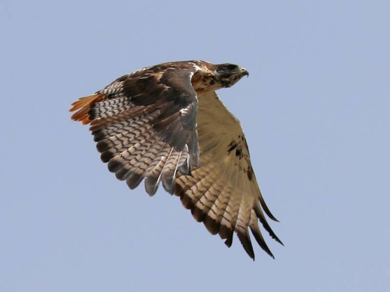 Augur Buzzard, Photos 2