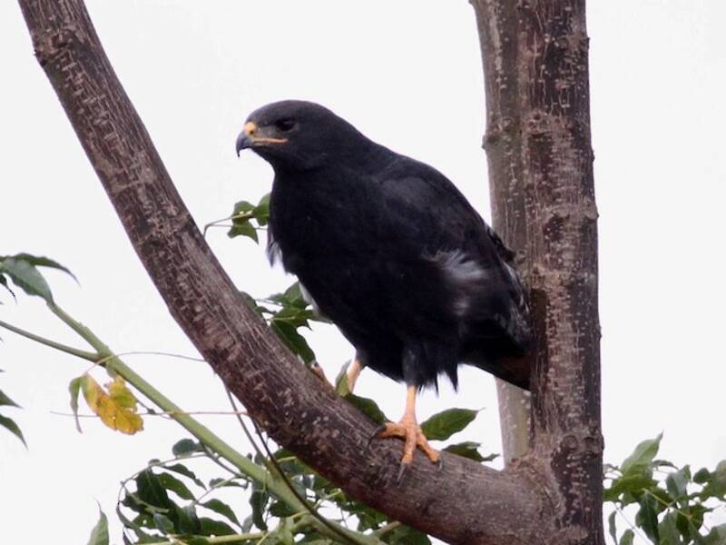 Augur Buzzard, Photos 4