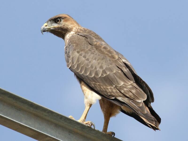 Augur Buzzard