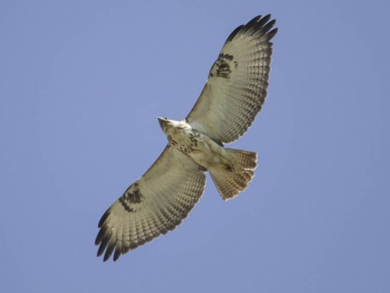 Augur Buzzard, Photos 3