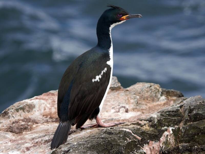 Cormoran des îles Auckland, Photos 2