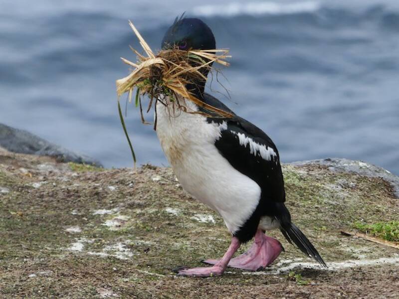 Auckland Islands Shag