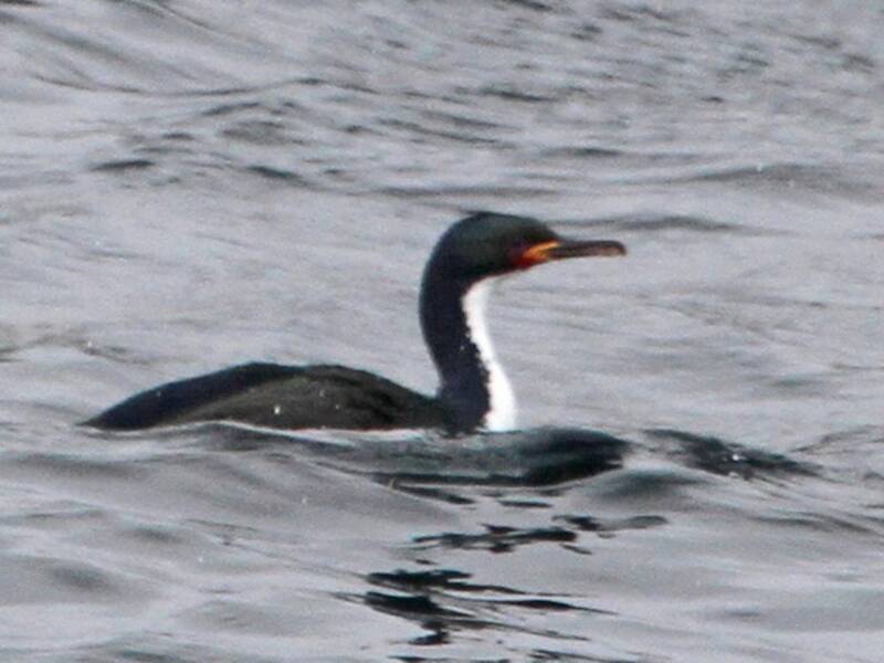 Cormoran des îles Auckland, Photos 3