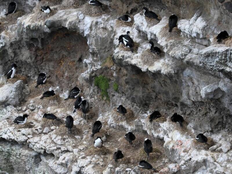 Cormoran des îles Auckland, Photos 4