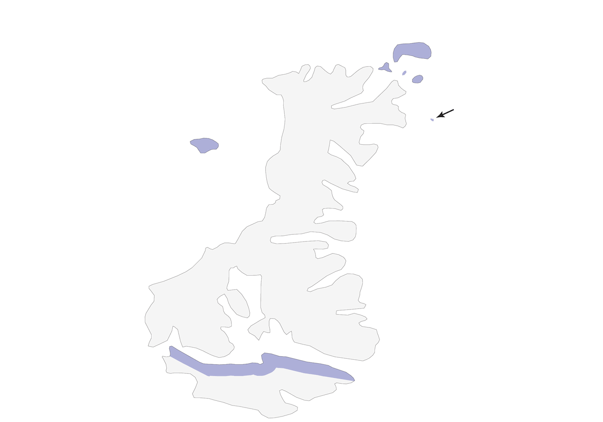 Alzavola delle Auckland, Distribuzione 1