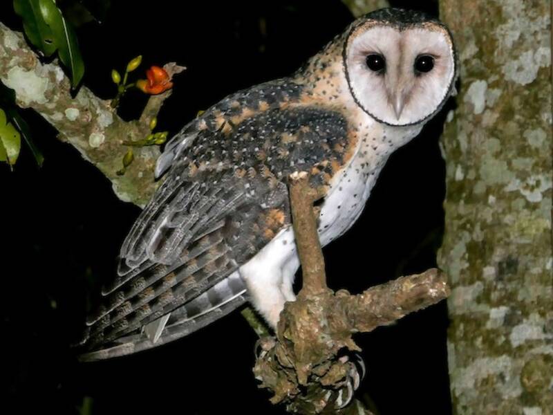 Australian Masked-Owl