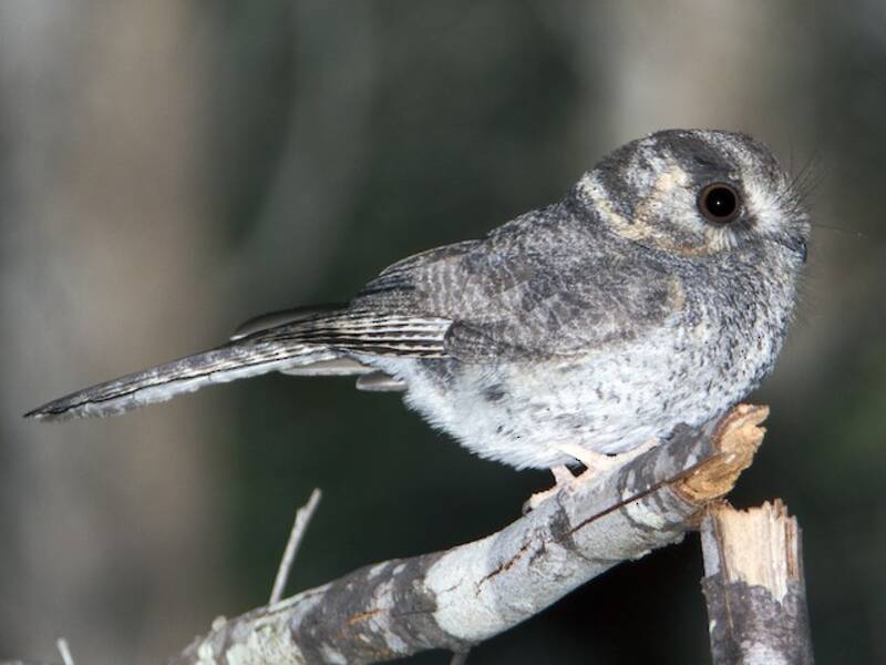 Australian Owlet-nightjar