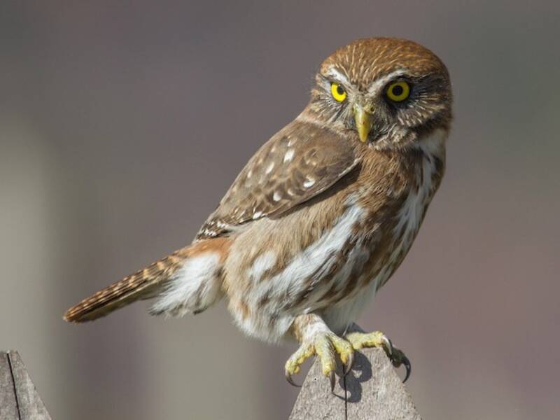 Austral Pygmy-Owl, Photos 4