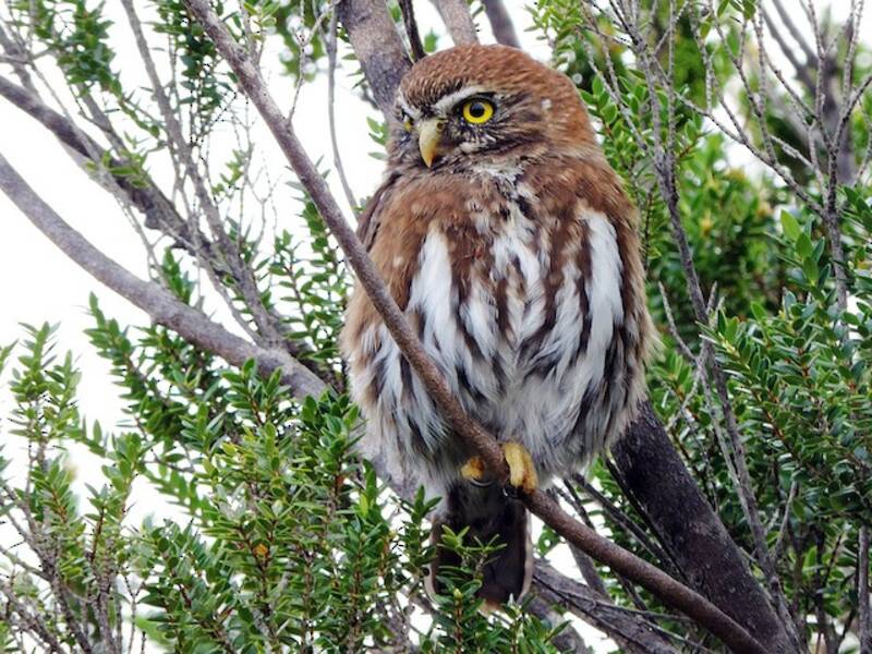 Austral Pygmy-Owl, Photos 2