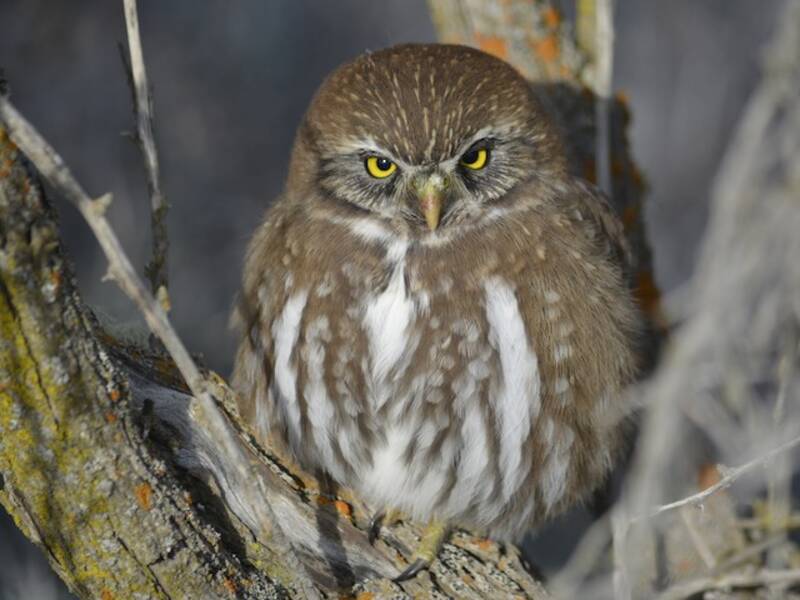 Austral Pygmy-Owl