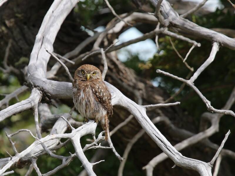 Austral Pygmy-Owl, Photos 3
