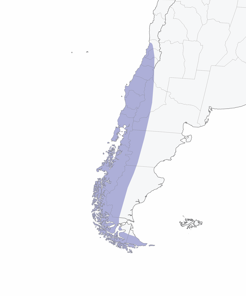 Austral Pygmy-Owl, Distribution 1