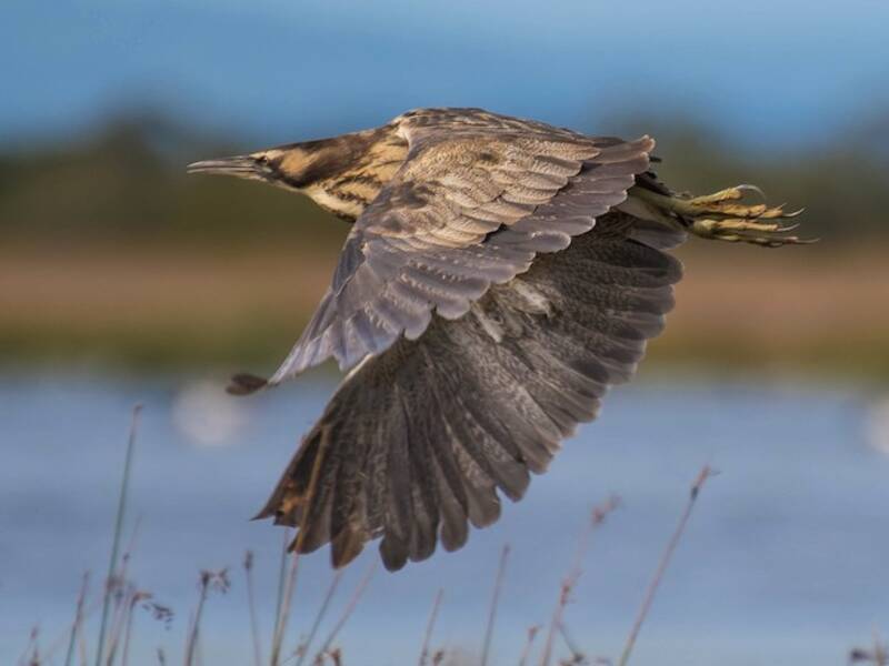 Australasian Bittern