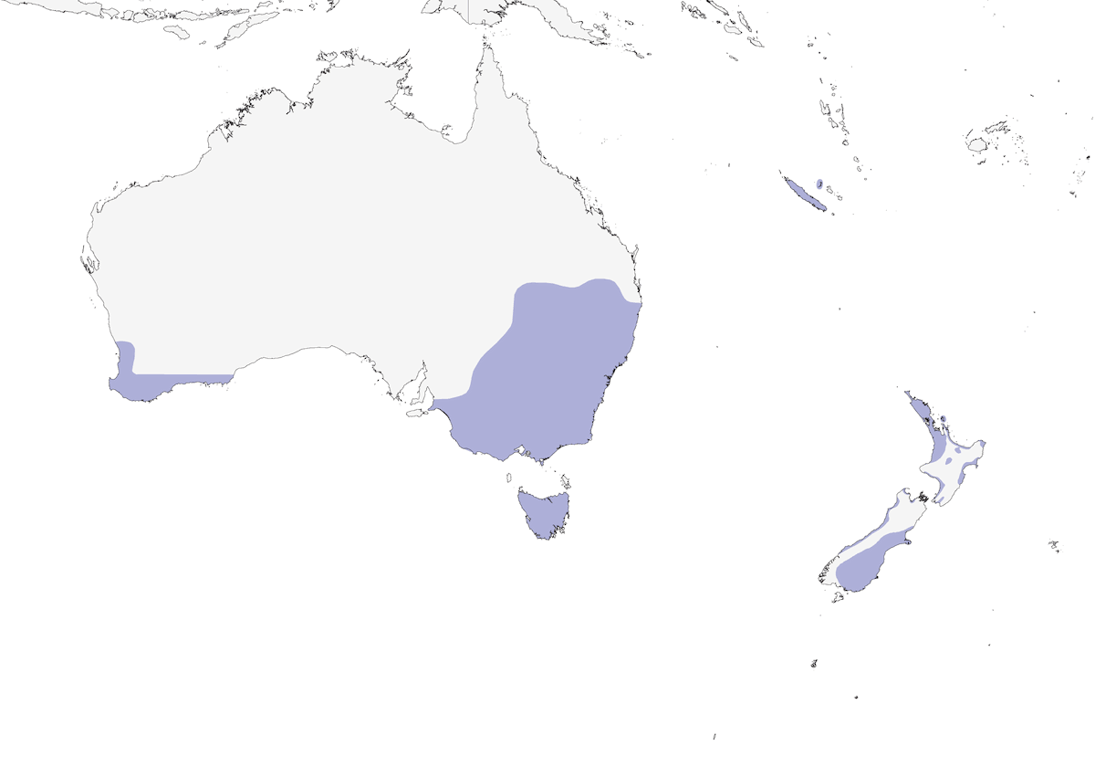 Avetor australiano, Distribución 1