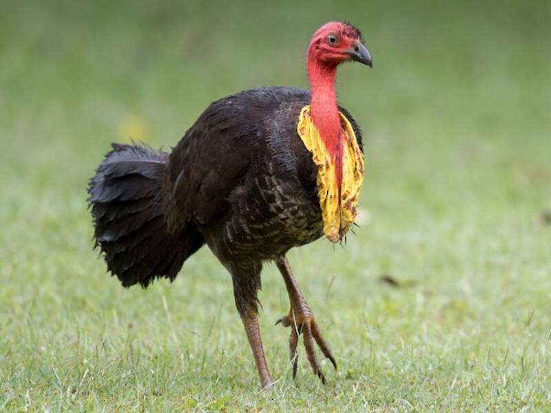 Megapodio australiano