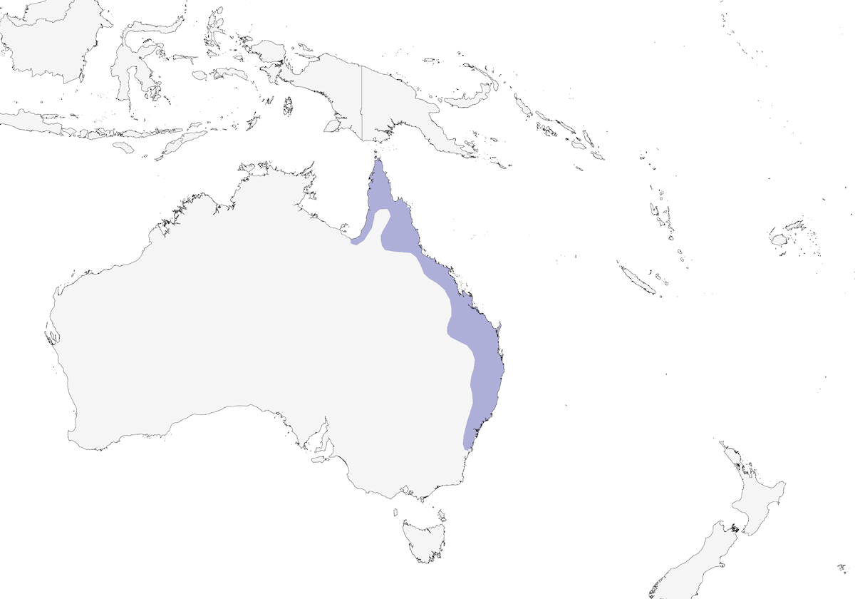 Talégalo de Latham, Distribución 1