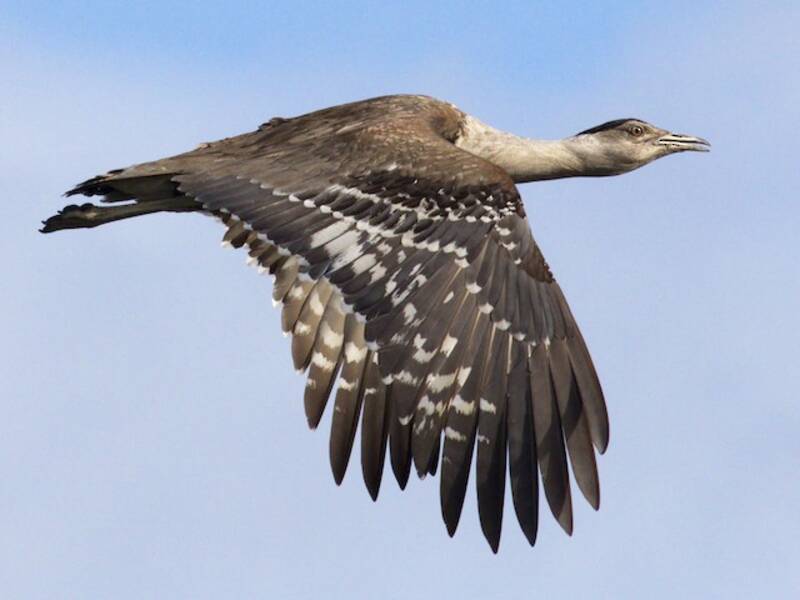 Australian Bustard