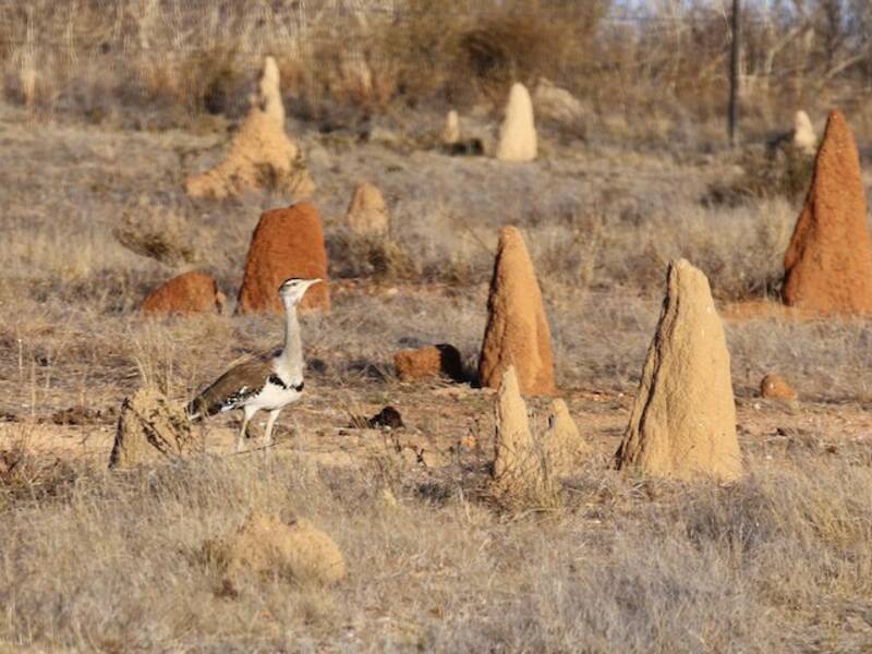 Otarda australiana, Foto 4
