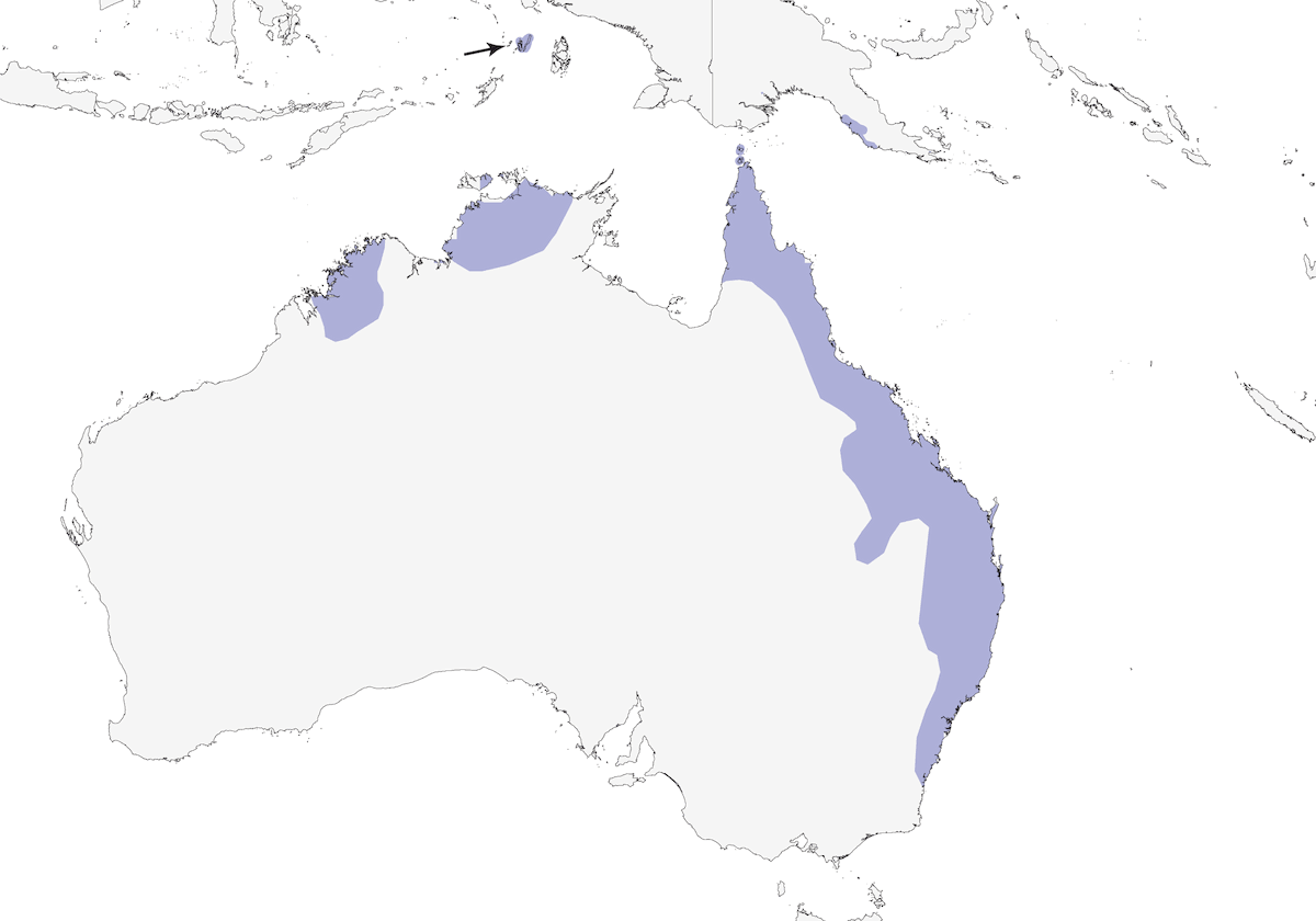 Australischer Feigenpirol, Verbreitung 1
