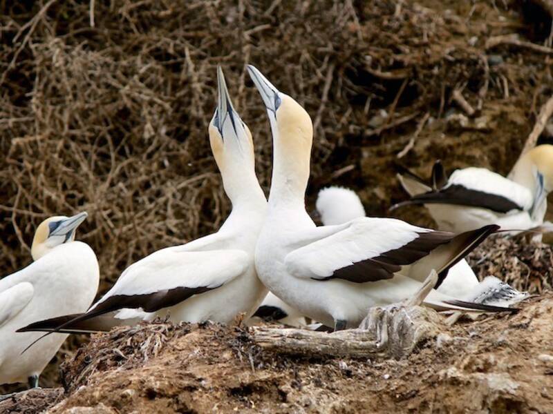 Australasian Gannet, Photos 4
