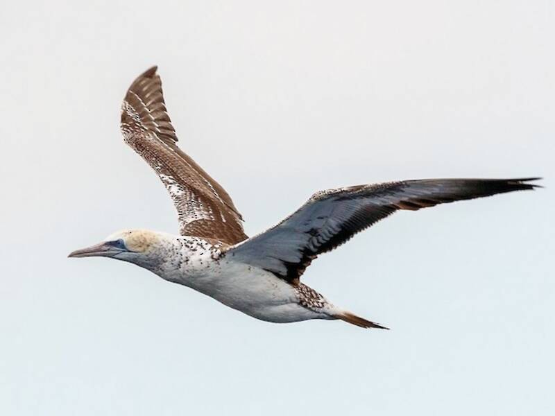 Australasian Gannet (Morus serrator)