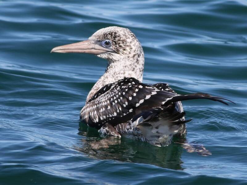 Australasian Gannet, Photos 2
