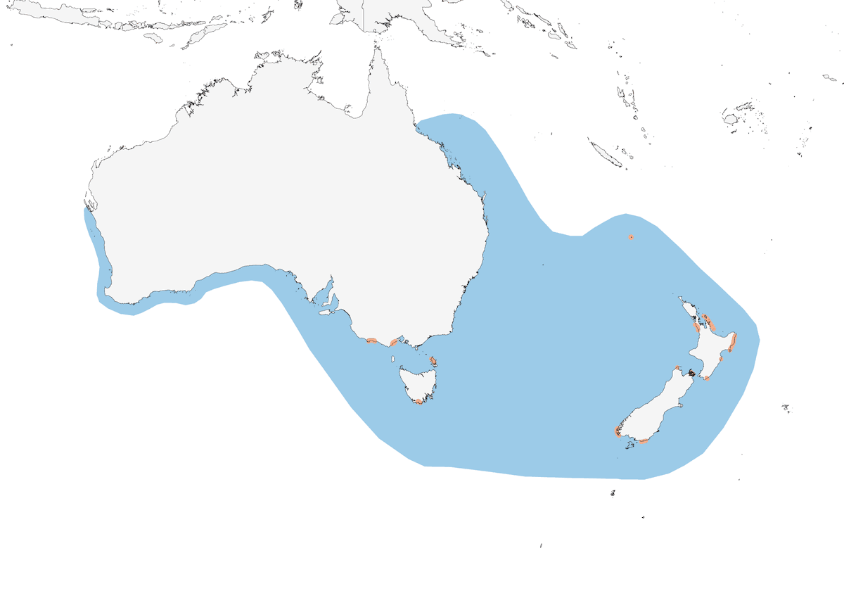 Australasian Gannet, Distribution 1