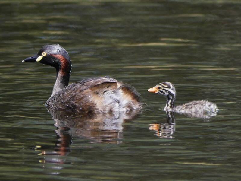 Australasian Grebe