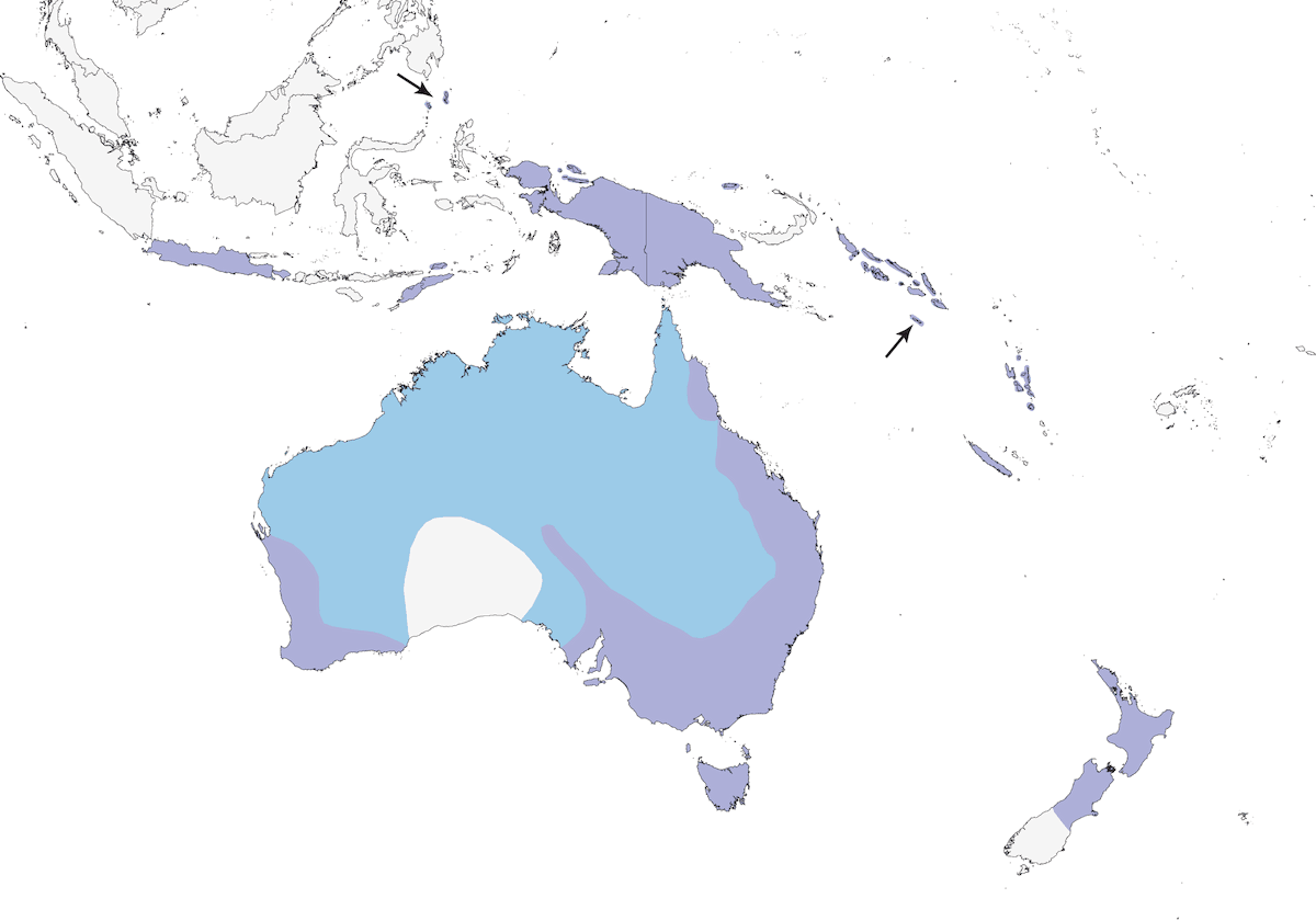 Tuffetto australasiatico, Distribuzione 1