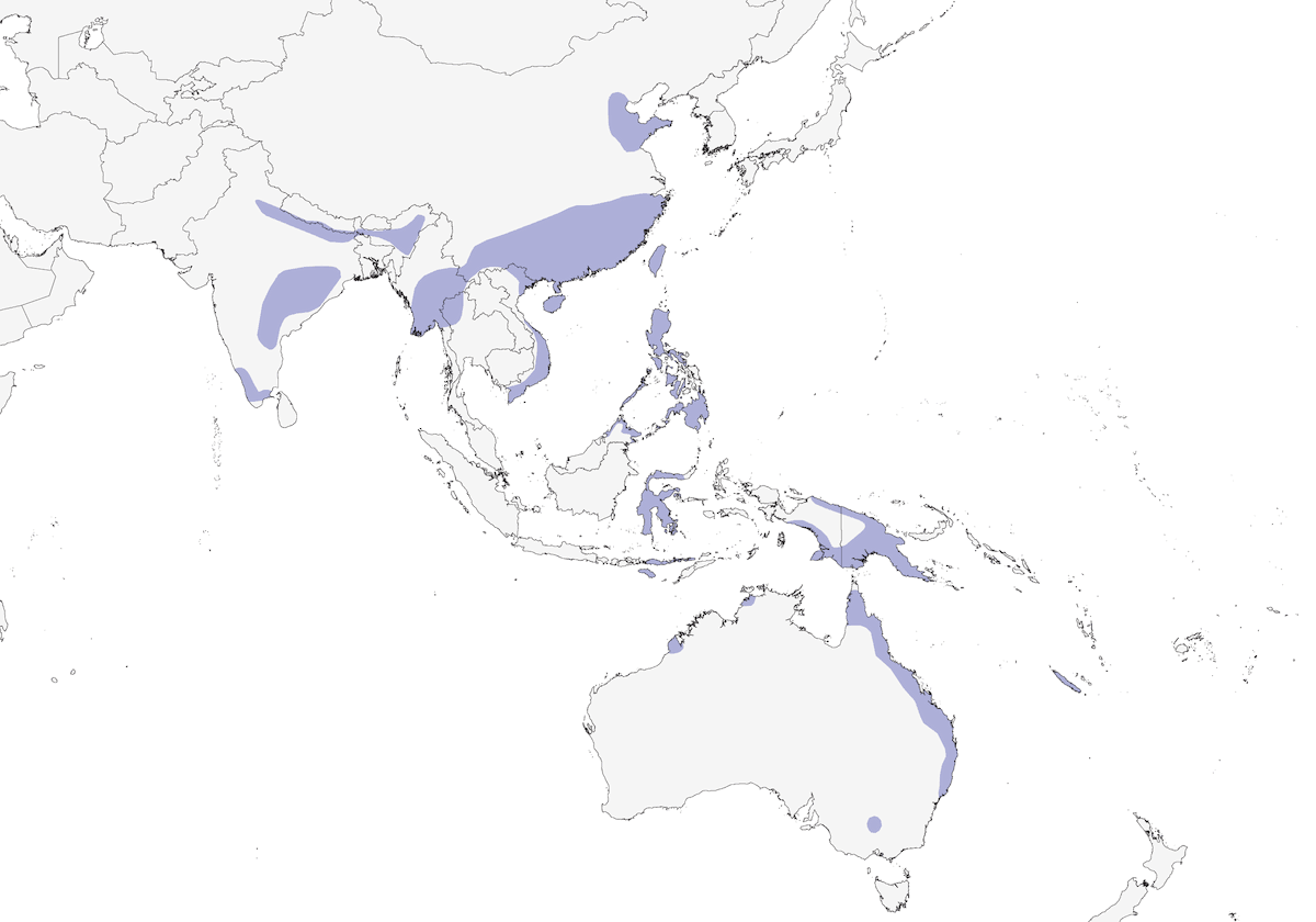 Barbagianni australasiatico delle praterie, Distribuzione 1