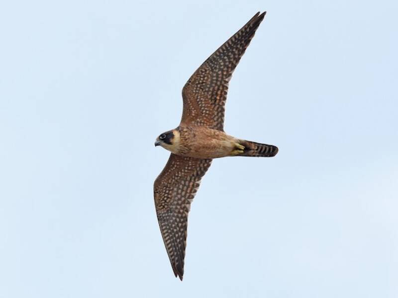 Australischer Baumfalke, Fotos 3