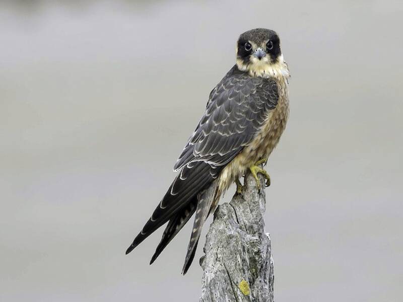 Australischer Baumfalke